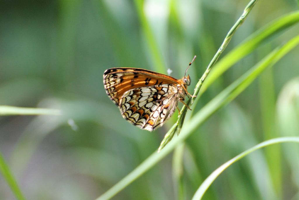 Tutte Melitaea athalia?...quasi...Melitaea nevadensis!